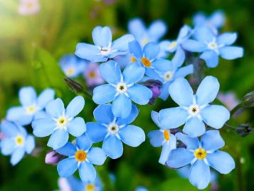 Forget-Me-Not flowers closeup
