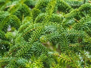 Fraser Fir closeup