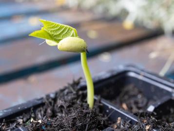 French bean seedling growing