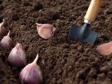 Planting garlic bulbs