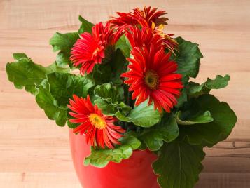 Gerbera indoors