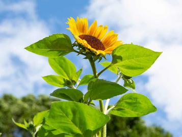 Giant sunflowers