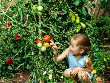 Girl tending to tomatoes growing in the garden
