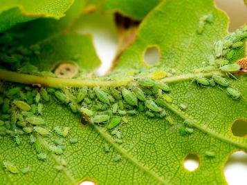 Green aphids infestation on plant leaf