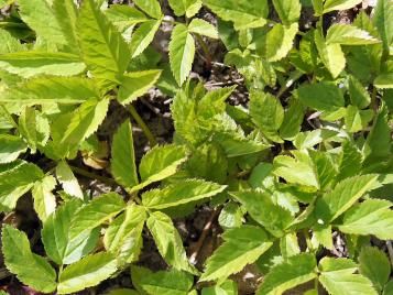 Ground elder weed