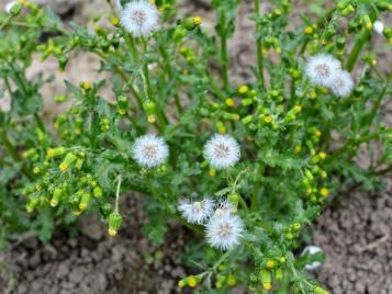 Common groundsel weed closeup