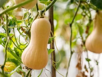 Growing butternut squashes