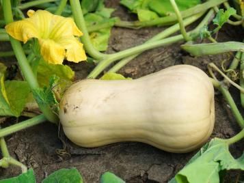 Growing butternut squash