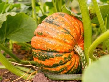 Pumpkin growing in veg patch