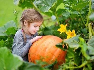 Harvesting a ripe pumpkin