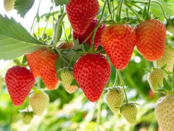 Growing strawberries