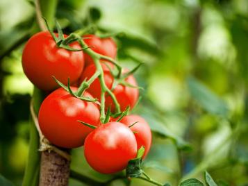 Growing tomatoes