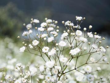 Gypsophila (Baby Breath) plant growing