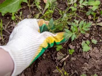 Handing weeding in a flower bed