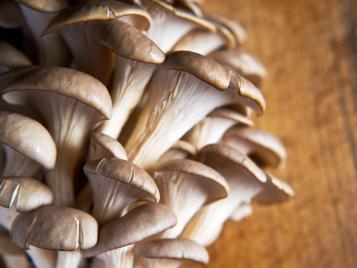 Oyster mushrooms