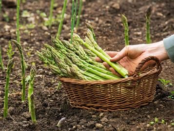 Picking asparagus in June