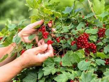 Harvesting redcurrants