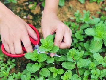 Harvesting mint leaves