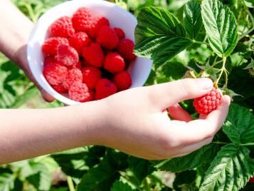 Harvesting ripe raspberries