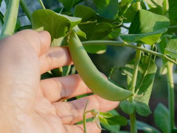 Picking sugar snap peas