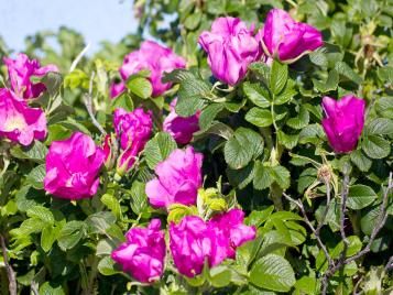Rosa rugosa hedge roses
