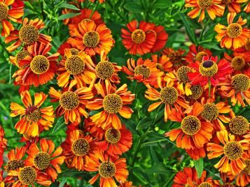 Helenium plants in full bloom