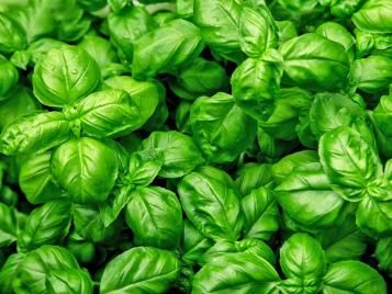 Basil herb