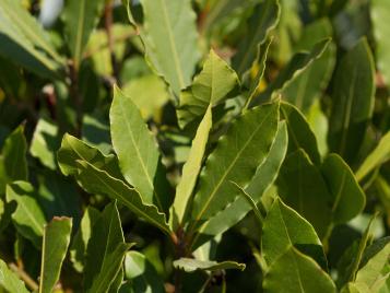 Bay leaves herb