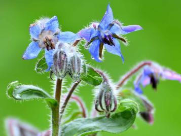 Borage herb