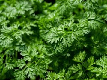 Chervil herb