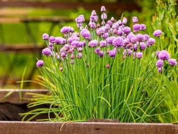 Chives