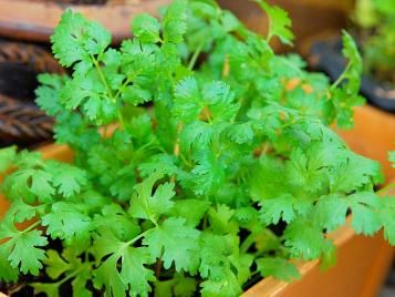 Coriander