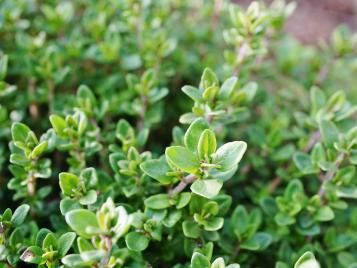 Thyme