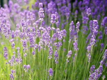 Lavender herb