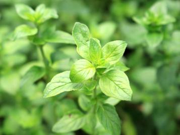 Oregano herb