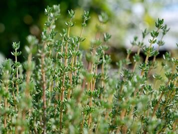 Thyme herb