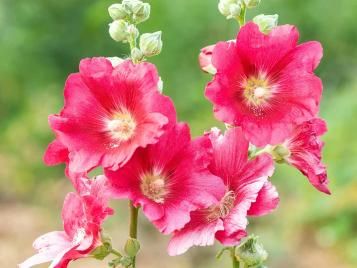 Hollyhocks flowers closeup