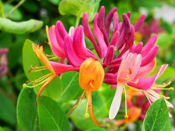 Honeysuckle flowers closeup