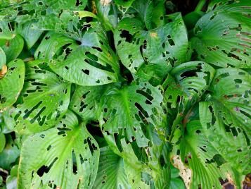 Hosta plant with leaves damaged by slugs and snails