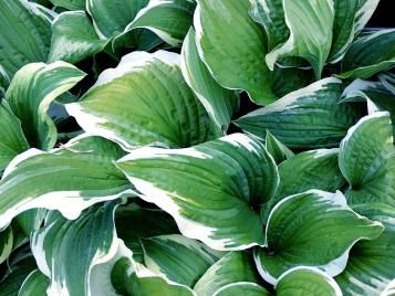 Many types of Hosta have variegated leaves