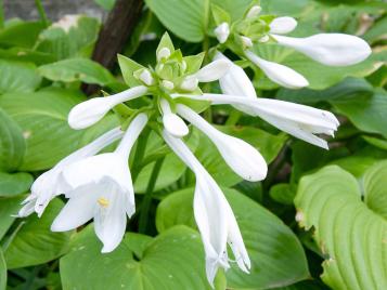 Costa plant in flower