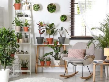 Houseplants galore in a room