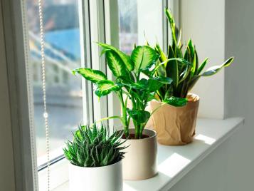 Houseplants on windowsill