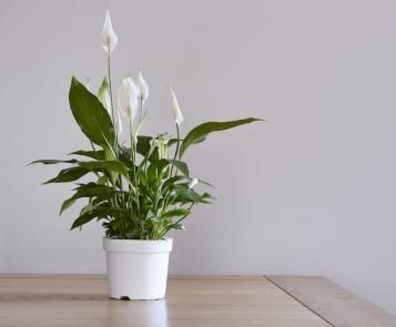 How to Grow Peace Lily