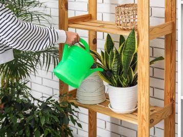 Successfully watering houseplants