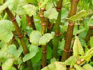 Japanese knotweed stems closeup