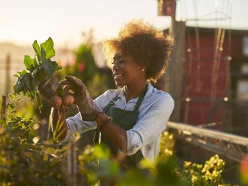 Lady harvesting turnips in the garden