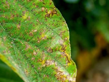 Rust disease on plant leaf closeup