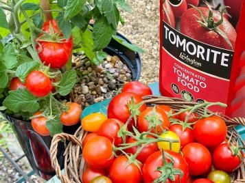 Levington Tomorite is specifically designed for tomato feeding