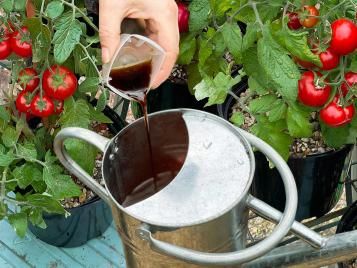 Pouring Tomorite liquid plant food concentrate into a watering can